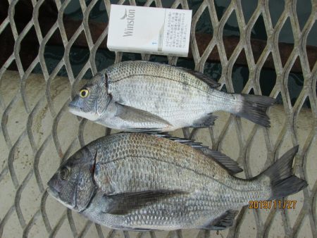 下関フィッシングパーク 釣果