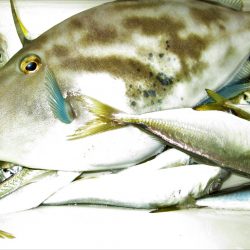 下関フィッシングパーク 釣果