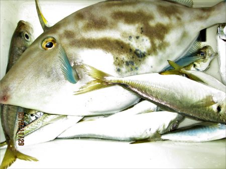 下関フィッシングパーク 釣果