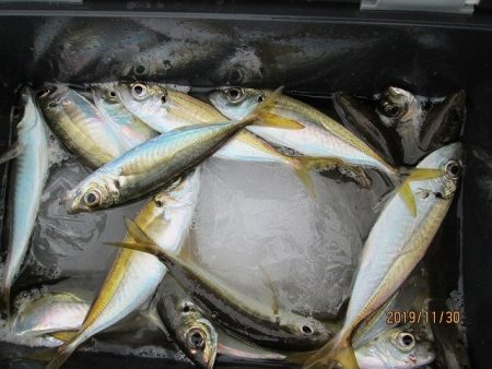 下関フィッシングパーク 釣果