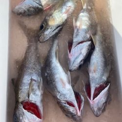 へいみつ丸 釣果