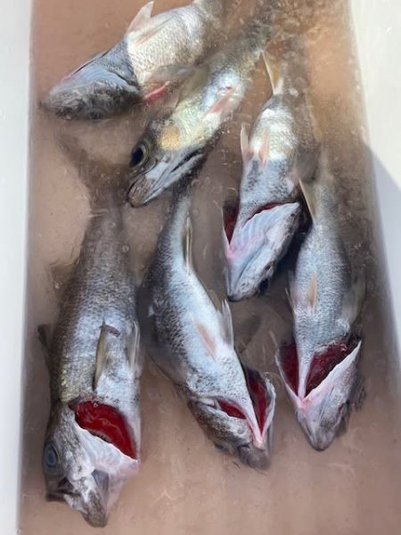 へいみつ丸 釣果