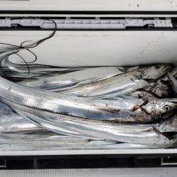 遊漁船 ニライカナイ 釣果