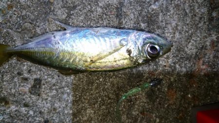 アジング！！！！