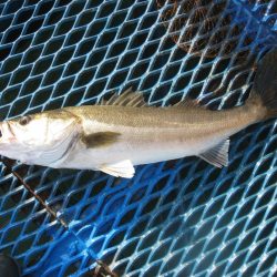 オリジナルメーカー海づり公園(市原市海づり施設) 釣果