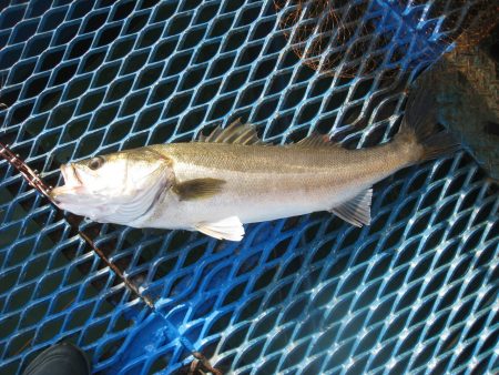 オリジナルメーカー海づり公園(市原市海づり施設) 釣果