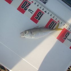 オリジナルメーカー海づり公園(市原市海づり施設) 釣果