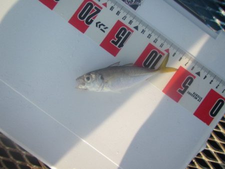 オリジナルメーカー海づり公園(市原市海づり施設) 釣果