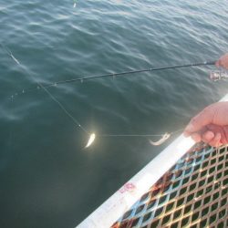 オリジナルメーカー海づり公園(市原市海づり施設) 釣果