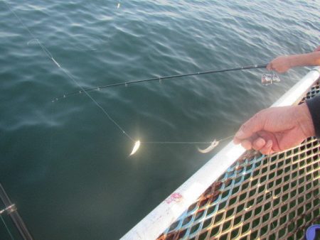 オリジナルメーカー海づり公園(市原市海づり施設) 釣果