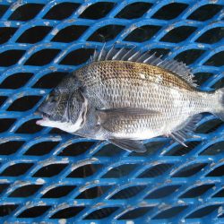 オリジナルメーカー海づり公園(市原市海づり施設) 釣果