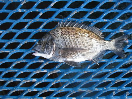 オリジナルメーカー海づり公園(市原市海づり施設) 釣果