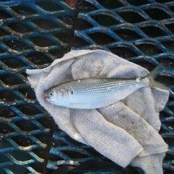 オリジナルメーカー海づり公園(市原市海づり施設) 釣果