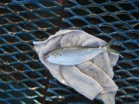 オリジナルメーカー海づり公園(市原市海づり施設) 釣果
