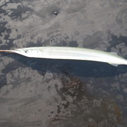 オリジナルメーカー海づり公園(市原市海づり施設) 釣果