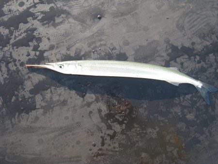 オリジナルメーカー海づり公園(市原市海づり施設) 釣果