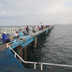 オリジナルメーカー海づり公園(市原市海づり施設) 釣果