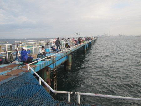 オリジナルメーカー海づり公園(市原市海づり施設) 釣果
