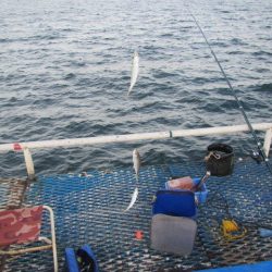 オリジナルメーカー海づり公園(市原市海づり施設) 釣果