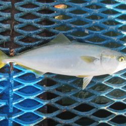 オリジナルメーカー海づり公園(市原市海づり施設) 釣果