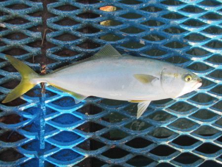 オリジナルメーカー海づり公園(市原市海づり…