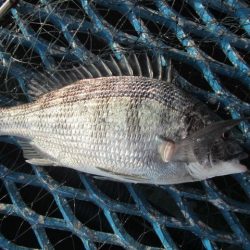 オリジナルメーカー海づり公園(市原市海づり施設) 釣果