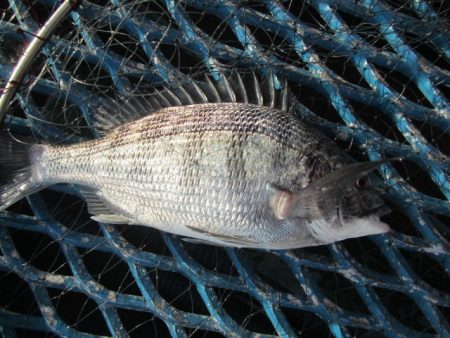 オリジナルメーカー海づり公園(市原市海づり施設) 釣果