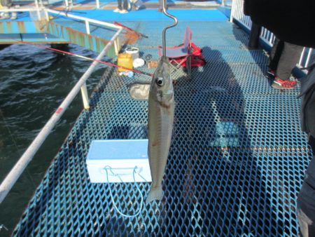 オリジナルメーカー海づり公園(市原市海づり施設) 釣果