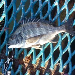 オリジナルメーカー海づり公園(市原市海づり施設) 釣果