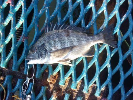 オリジナルメーカー海づり公園(市原市海づり施設) 釣果