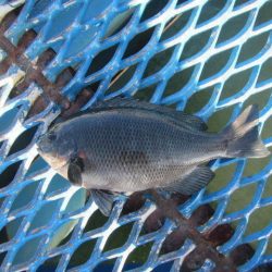 オリジナルメーカー海づり公園(市原市海づり施設) 釣果