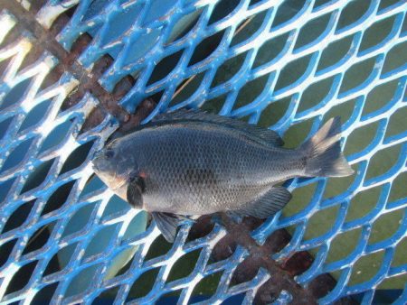 オリジナルメーカー海づり公園(市原市海づり施設) 釣果
