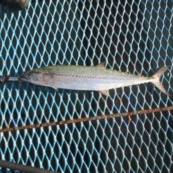 オリジナルメーカー海づり公園(市原市海づり施設) 釣果