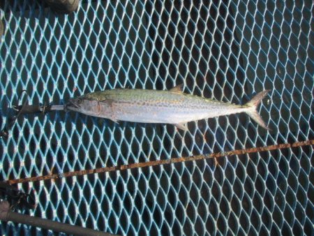 オリジナルメーカー海づり公園(市原市海づり施設) 釣果