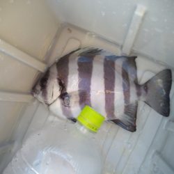 オリジナルメーカー海づり公園(市原市海づり施設) 釣果