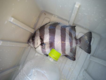 オリジナルメーカー海づり公園(市原市海づり施設) 釣果