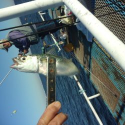 オリジナルメーカー海づり公園(市原市海づり施設) 釣果