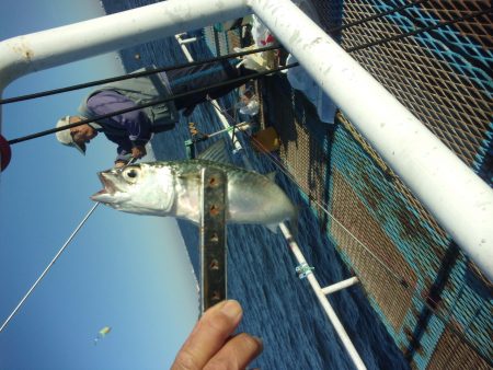オリジナルメーカー海づり公園(市原市海づり施設) 釣果