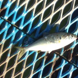 オリジナルメーカー海づり公園(市原市海づり施設) 釣果