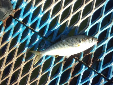 オリジナルメーカー海づり公園(市原市海づり施設) 釣果