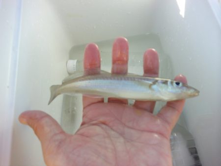 オリジナルメーカー海づり公園(市原市海づり施設) 釣果