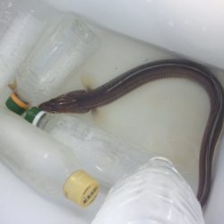 オリジナルメーカー海づり公園(市原市海づり施設) 釣果