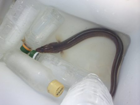 オリジナルメーカー海づり公園(市原市海づり施設) 釣果