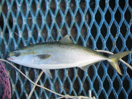 オリジナルメーカー海づり公園(市原市海づり…