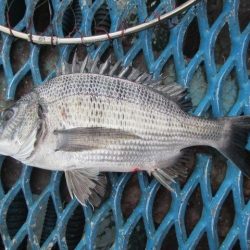 オリジナルメーカー海づり公園(市原市海づり施設) 釣果