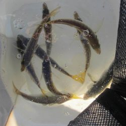 オリジナルメーカー海づり公園(市原市海づり施設) 釣果