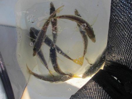 オリジナルメーカー海づり公園(市原市海づり施設) 釣果