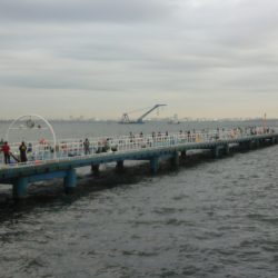 オリジナルメーカー海づり公園(市原市海づり施設) 釣果
