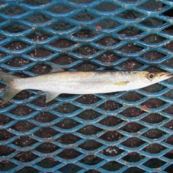 オリジナルメーカー海づり公園(市原市海づり施設) 釣果