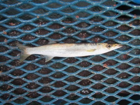 オリジナルメーカー海づり公園(市原市海づり…